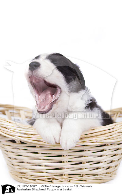 Australian Shepherd Welpe in einem Krbchen / Australian Shepherd Puppy in a basket / NC-01607