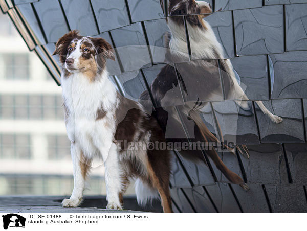 stehender Australian Shepherd / standing Australian Shepherd / SE-01488