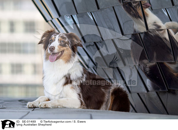 liegender Australian Shepherd / lying Australian Shepherd / SE-01489