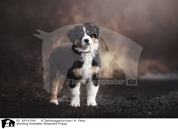 stehender Australian Shepherd Welpe / standing Australian Shepherd Puppy / KFI-01541