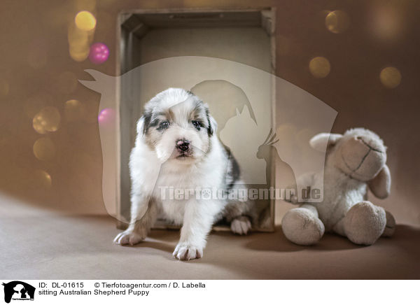 sitzender Australian Shepherd Welpe / sitting Australian Shepherd Puppy / DL-01615