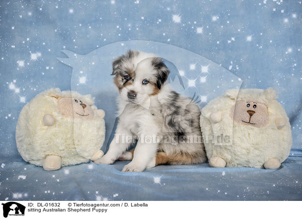 sitzender Australian Shepherd Welpe / sitting Australian Shepherd Puppy / DL-01632