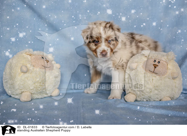 stehender Australian Shepherd Welpe / standing Australian Shepherd Puppy / DL-01633