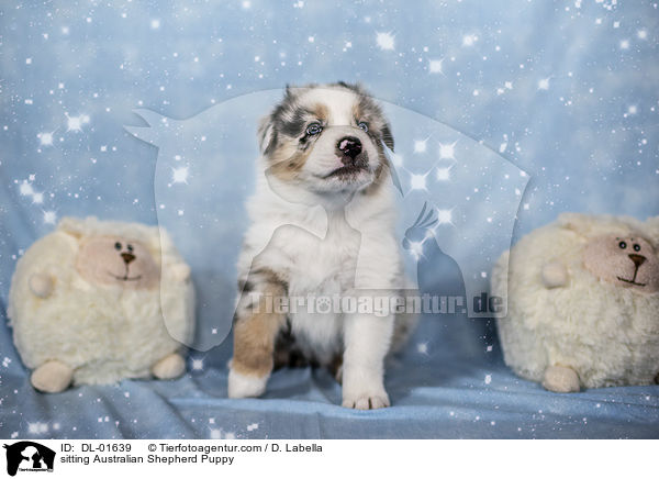 sitzender Australian Shepherd Welpe / sitting Australian Shepherd Puppy / DL-01639