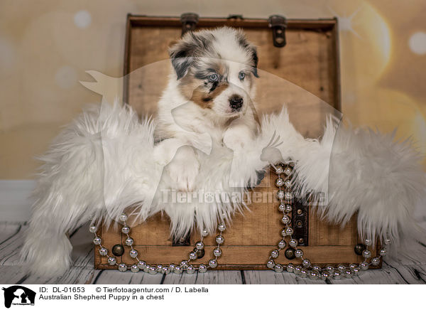 Australian Shepherd Welpe in einer Truhe / Australian Shepherd Puppy in a chest / DL-01653