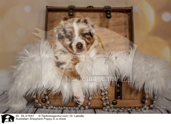 Australian Shepherd Puppy in a chest / DL-01657