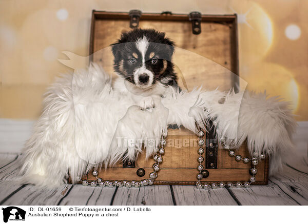 Australian Shepherd Welpe in einer Truhe / Australian Shepherd Puppy in a chest / DL-01659