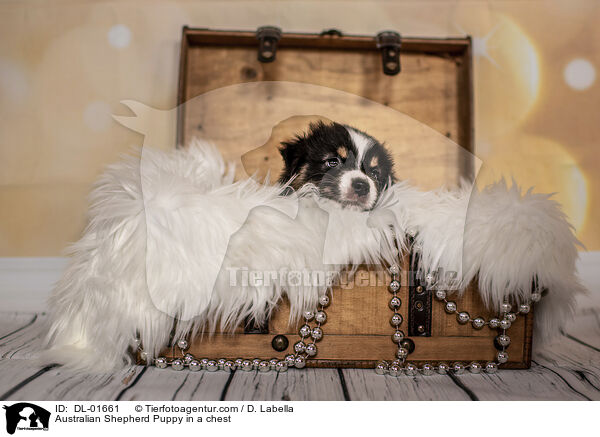 Australian Shepherd Welpe in einer Truhe / Australian Shepherd Puppy in a chest / DL-01661