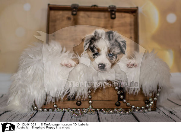 Australian Shepherd Welpe in einer Truhe / Australian Shepherd Puppy in a chest / DL-01663