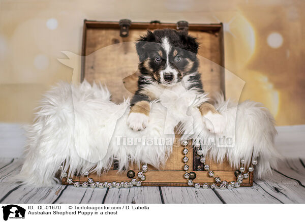 Australian Shepherd Welpe in einer Truhe / Australian Shepherd Puppy in a chest / DL-01670