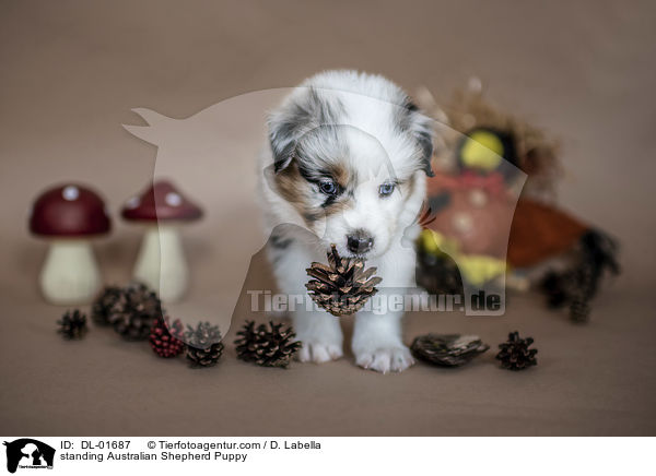 stehender Australian Shepherd Welpe / standing Australian Shepherd Puppy / DL-01687