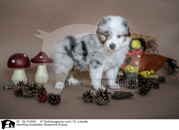 stehender Australian Shepherd Welpe / standing Australian Shepherd Puppy / DL-01689