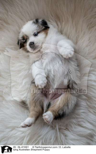 liegender Australian Shepherd Welpe / lying Australian Shepherd Puppy / DL-01691