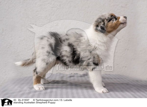 stehender Australian Shepherd Welpe / standing Australian Shepherd Puppy / DL-01697