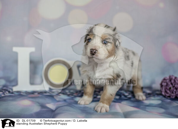 stehender Australian Shepherd Welpe / standing Australian Shepherd Puppy / DL-01709