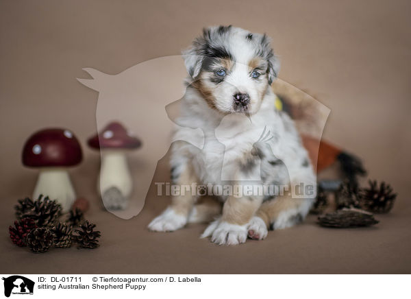 sitzender Australian Shepherd Welpe / sitting Australian Shepherd Puppy / DL-01711