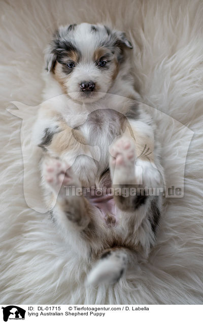 liegender Australian Shepherd Welpe / lying Australian Shepherd Puppy / DL-01715