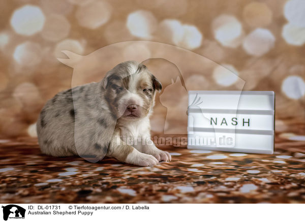 Australian Shepherd Welpe / Australian Shepherd Puppy / DL-01731