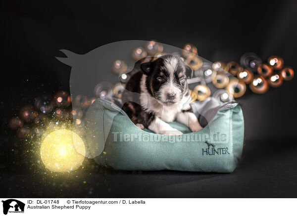 Australian Shepherd Welpe / Australian Shepherd Puppy / DL-01748