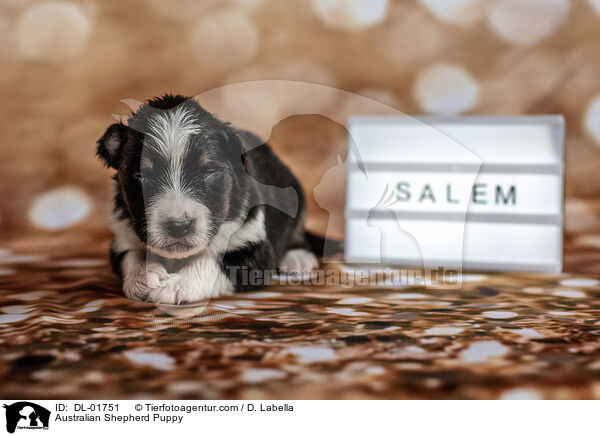 Australian Shepherd Welpe / Australian Shepherd Puppy / DL-01751