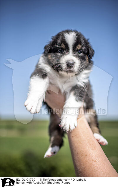 Mensch mit Australian Shepherd Welpe / human with Australian Shepherd Puppy / DL-01759