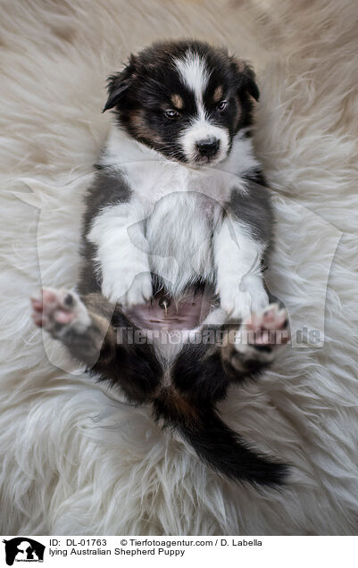 liegender Australian Shepherd Welpe / lying Australian Shepherd Puppy / DL-01763