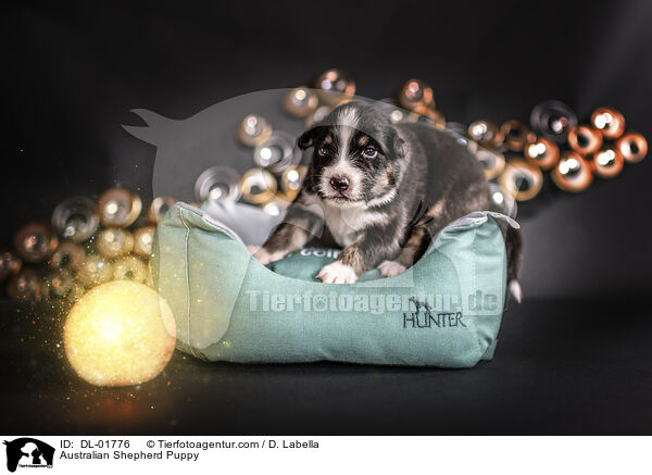 Australian Shepherd Welpe / Australian Shepherd Puppy / DL-01776