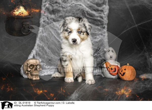 sitzender Australian Shepherd Welpe / sitting Australian Shepherd Puppy / DL-01819