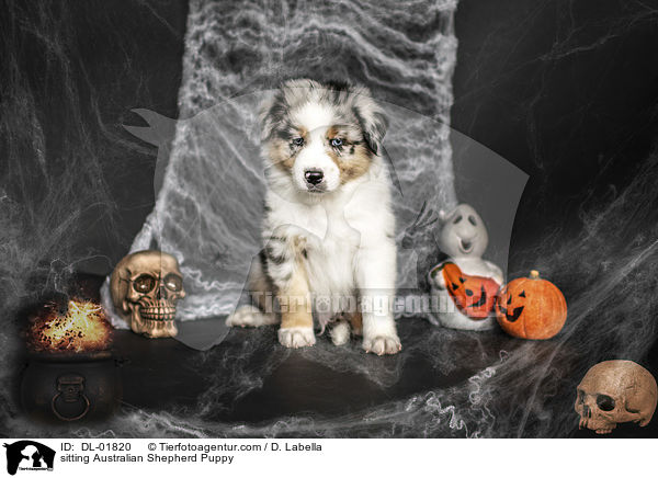 sitzender Australian Shepherd Welpe / sitting Australian Shepherd Puppy / DL-01820