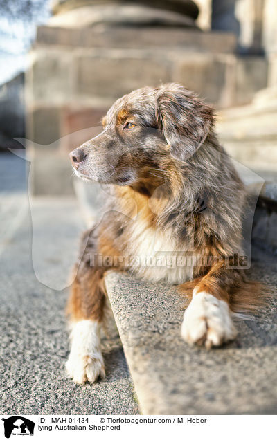 liegender Australian Shepherd / lying Australian Shepherd / MAH-01434