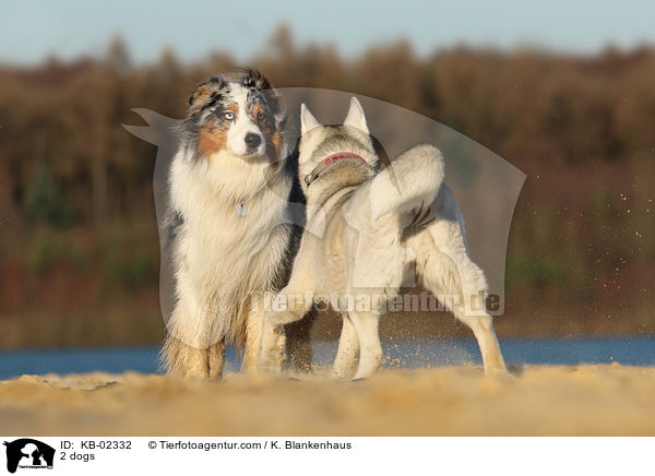 2 Hunde / 2 dogs / KB-02332