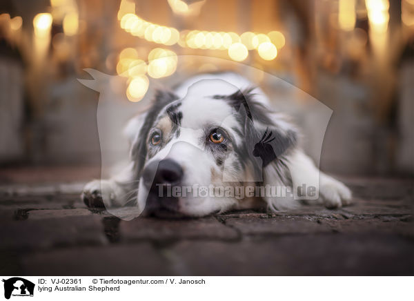 liegender Australian Shepherd / lying Australian Shepherd / VJ-02361