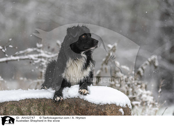 Australian Shepherd im Schnee / Australian Shepherd in the snow / AH-02747