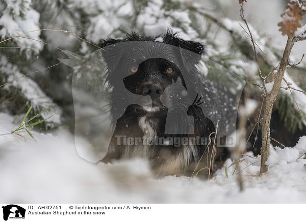 Australian Shepherd im Schnee / Australian Shepherd in the snow / AH-02751