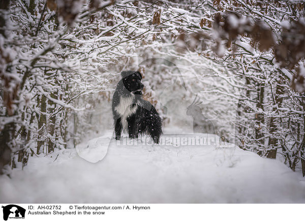 Australian Shepherd im Schnee / Australian Shepherd in the snow / AH-02752