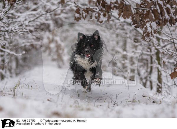 Australian Shepherd im Schnee / Australian Shepherd in the snow / AH-02753