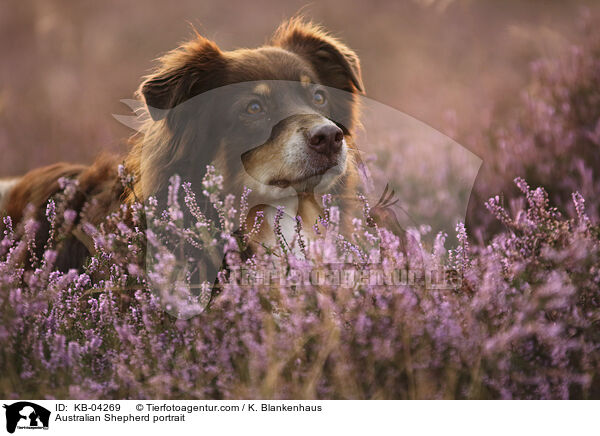 Australian Shepherd Portrait / Australian Shepherd portrait / KB-04269