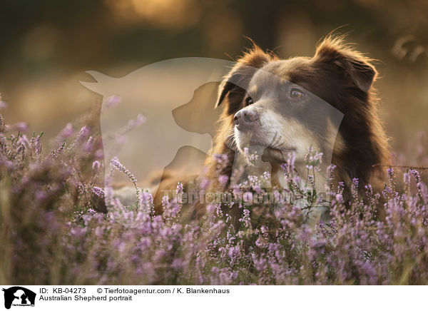 Australian Shepherd Portrait / Australian Shepherd portrait / KB-04273