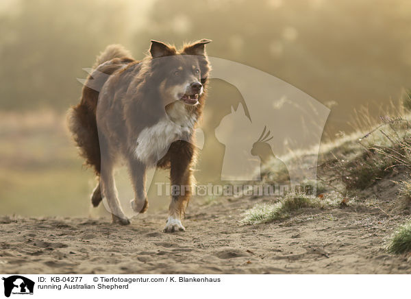 rennender Australian Shepherd / running Australian Shepherd / KB-04277