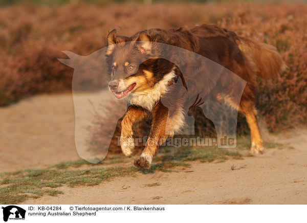 rennender Australian Shepherd / running Australian Shepherd / KB-04284