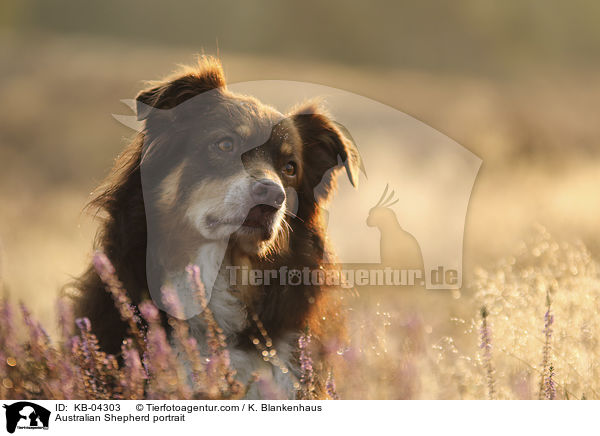 Australian Shepherd Portrait / Australian Shepherd portrait / KB-04303