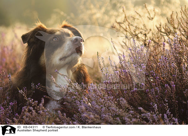 Australian Shepherd Portrait / Australian Shepherd portrait / KB-04311