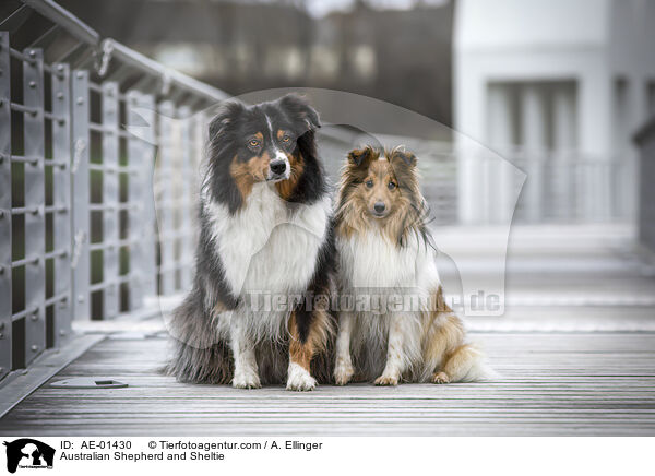 Australian Shepherd und Sheltie / Australian Shepherd and Sheltie / AE-01430