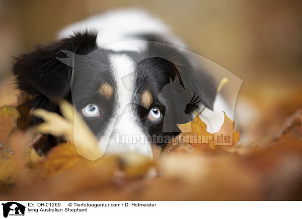 liegender Australian Shepherd / lying Australian Shepherd / DH-01269