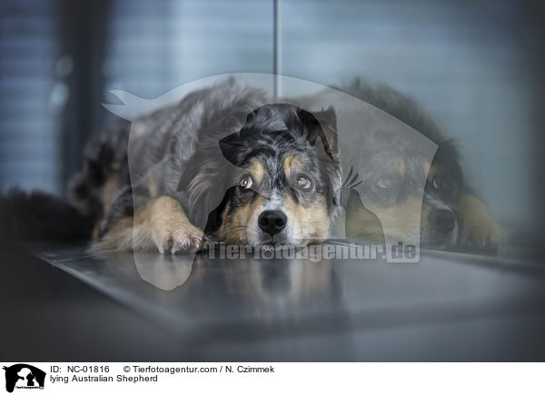 liegender Australian Shepherd / lying Australian Shepherd / NC-01816