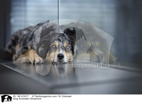 liegender Australian Shepherd / lying Australian Shepherd / NC-01817