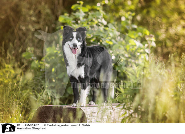 Australian Shepherd / Australian Shepherd / JAM-01487