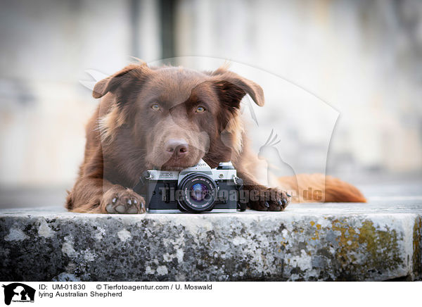 liegender Australian Shepherd / lying Australian Shepherd / UM-01830