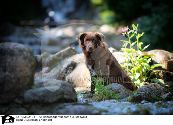 sitzender Australian Shepherd / sitting Australian Shepherd / UM-02101