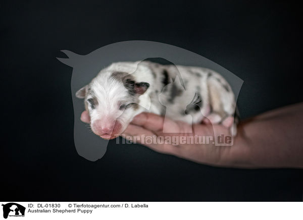 Australian Shepherd Welpe / Australian Shepherd Puppy / DL-01830